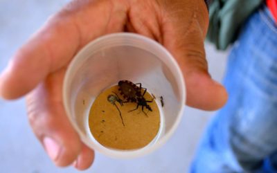 El País – Ana no heredará la enfermedad de Chagas