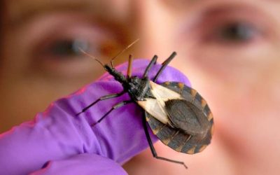 Nuevo enfoque para diagnosticar y tratar enfermedad de Chagas